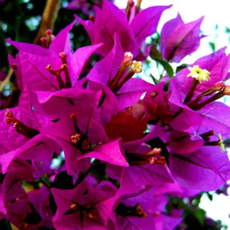 Masseria Isola Bed & Breakfast