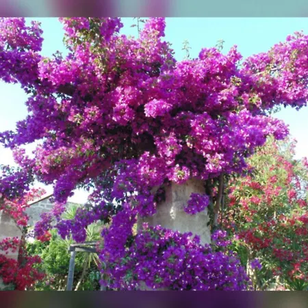 Masseria Isola Bed & Breakfast *