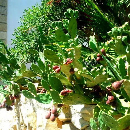 Bed & Breakfast Masseria Isola Alessano