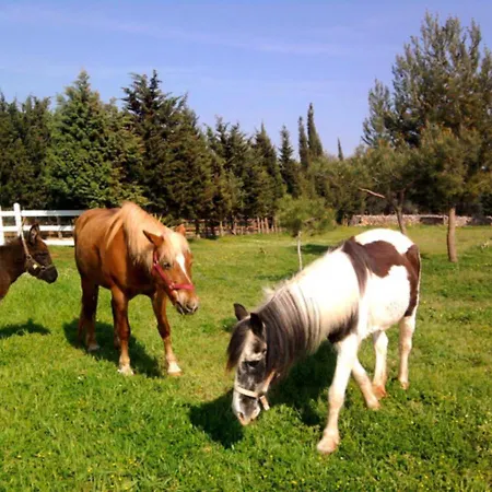 Bed & Breakfast Masseria Isola *